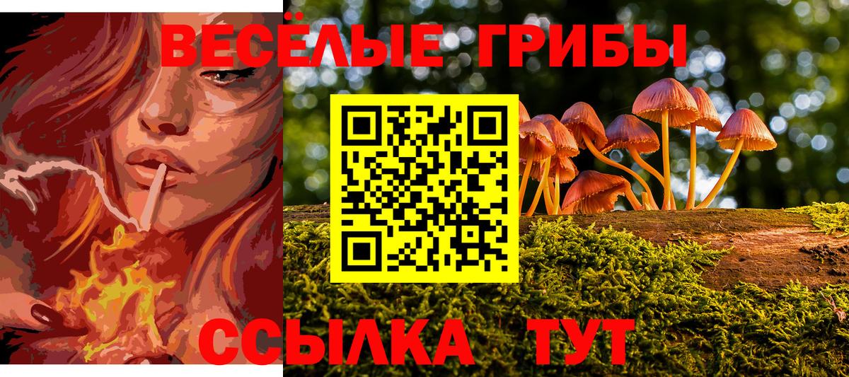 Галлюциногенные грибы Psilocybine cubensis Берёзовский